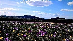 The scent of dry conifers and wild mint spreading on the warm slopes Wild roses in bloom next to an old stone fence dividing two pastures Long shadows of trees covering the entire valley at dusk Limestone rocks eroded by wind and rain that look like natural sculptures A fast mountain stream that carries white stones down the slope after rain A gravel road winding along the edge of the mountain - A group of slender pine trees growing from an almost completely bare rock Blue fog that lingers in the coves between the hills at dusk Sharp frost crystals on the barbed wire that borders the mountain estate The wind pushing clouds over the edge of the mountain range into the background Dense fern that completely covers the forest floor under century-old beech trees Dry Zlatibor grass rustling under footsteps in an open field The silence of the mountain peak, only occasionally interrupted by the cawing of crows