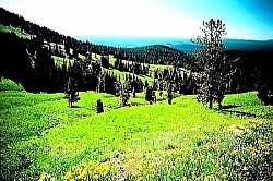 The endless silence of a mountain field, interrupted only by the distant sound of honeysuckle Low bushes that take on the shapes of unusual white sculptures under the snow A dry stalk of a wild poppy protruding from a crack in a stone cliff Rings of light around the tops of pine trees at the moment when the sun sets behind the ridge A slope covered with thousands of tiny pine cones that crackle under your steps - Sharp stone cliffs of Zlatibor that descend vertically towards a valley covered with dense forest A clearing strewn with wildflowers on the slopes of Zlatibor that smells of clean mountain air Beams of light that break through the crowns of Zlatibor spruces and illuminate secret forest paths The surface of Zlatibor lakes that, like a mirror, reflect the pristine blue sky A panoramic view of the golden fields of Zlatibor grass under strong gusts of wind from Murtenica