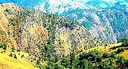 A rural yard on Zlatibor with stacked logs for the long and cold winter A road that disappears into the dense Zlatibor forest as golden eagles soar above it A floral carpet of violets on the edge of the Zlatibor forests in the first days of spring The walls of an old Zlatibor house that slowly but surely merges with the natural landscape A narrow Zlatibor gorge with a fast-flowing stream that creates white foam over the stones A slope of Zlatibor covered with ferns that take on a bright copper color in autumn - A slope of Zlatibor covered with ferns that take on a bright copper color in autumn The peaks of Zlatibor conifers that protrude above a thick layer of white clouds in the valley The peace of remote Zlatibor hamlets where time seems to have stopped in the last century The sharp Zlatibor air that refracts light above the snow-capped mountain ranges Red rosehip fruits on Zlatibor bushes next to a stone wall of an old mountain house The sky above Zlatibor is full of stars above the dark silhouettes of a dense forest