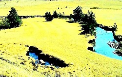 The top of the Zlatibor mountain completely stripped bare by the wind, offering a view of the entire region The old stone Zlatibor roadside overgrown with lichen on the edge of oblivion The shadows of the Zlatibor pines that stretch endlessly across the golden fields at dusk A group of wild boars quickly crossing the Zlatibor forest glade at dusk Dew on a spider web stretched between the Zlatibor hawthorn and thorn bushes A gray Zlatibor hawk in low flight above rocky pastures and deep coves - The frozen Zlatibor waterfall on a small stream that looks like a glass sculpture in the middle of a mountain winter The scent of Zlatibor resin spreading through the air in a heated forest clearing during a summer afternoon A sharp crack in the Zlatibor stone cliff from which a sturdy pine tree emerges, defying harsh mountain conditions A narrow Zlatibor forest passage through which you can see A distant mountain range in bluish mists A crooked wooden Zlatibor fence that stretches along the hill until it disappears into the dense conifers