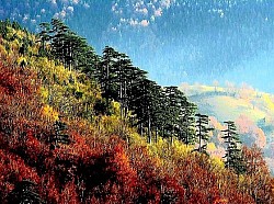 The slope of Zlatibor covered with ferns that take on a bright copper color in autumn The peaks of Zlatibor conifers that protrude above a thick layer of white clouds in the valley The peace of the remote Zlatibor hamlets where time seems to have stopped in the last century The sharp Zlatibor air that refracts light above the snow-capped mountain ranges Red rosehips on the Zlatibor bushes next to the stone wall of an old mountain house The sky above Zlatibor full of stars above the dark silhouettes of a dense forest - The sharp Zlatibor air that refracts light above the snow-capped mountain ranges Red rosehips on the Zlatibor bushes next to the stone wall of an old mountain house The sky above Zlatibor full of stars above the dark silhouettes of a dense forest Wild animal tracks in the untouched Zlatibor snow that lead deep into the mountain wilderness Clear Zlatibor streams that build small waterfalls over smooth gray stones