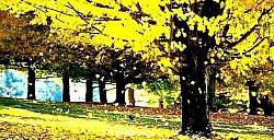 A shepherd's hut built of Zlatibor stone and wood isolated on a high mountain clearing Autumn colors of Zlatibor birches that make a sharp contrast to the dark colors of pine trees in dense forests Moss on the north side of the stone wall of the old Zlatibor church tucked away in the mountain peace The Zlatibor sun rising behind the Zlatar massif and illuminating the deep mountain valleys Short Zlatibor grass bending strongly under strong gusts of wind on a bare peak - Moss on the north side of the stone wall of the old Zlatibor church tucked away in the mountain peace The Zlatibor sun rising behind the Zlatar massif and illuminating the deep mountain valleys Short Zlatibor grass bending strongly under strong gusts of wind on a bare peak High eagles circling above the Zlatibor canyons, searching for prey in inaccessible cliffs A lonely Zlatibor fountain with cold spring water next to the winding mountain road